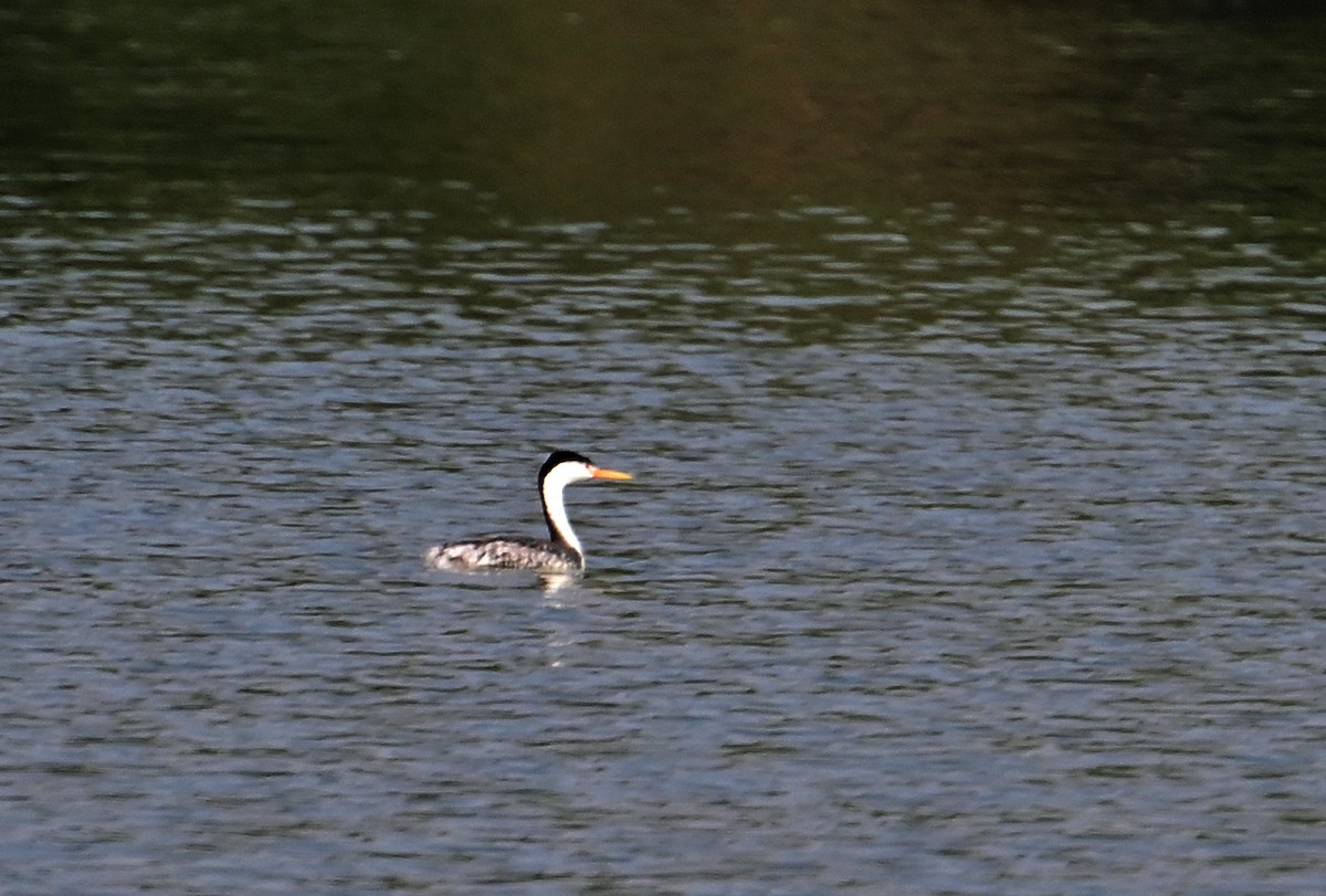 Clark's Grebe - Gerardo Aguilar Anzures