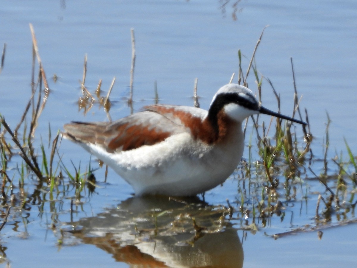 Wilson's Phalarope - Kevin Christensen