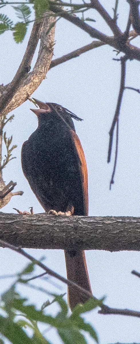 Crested Bunting - ML619265359