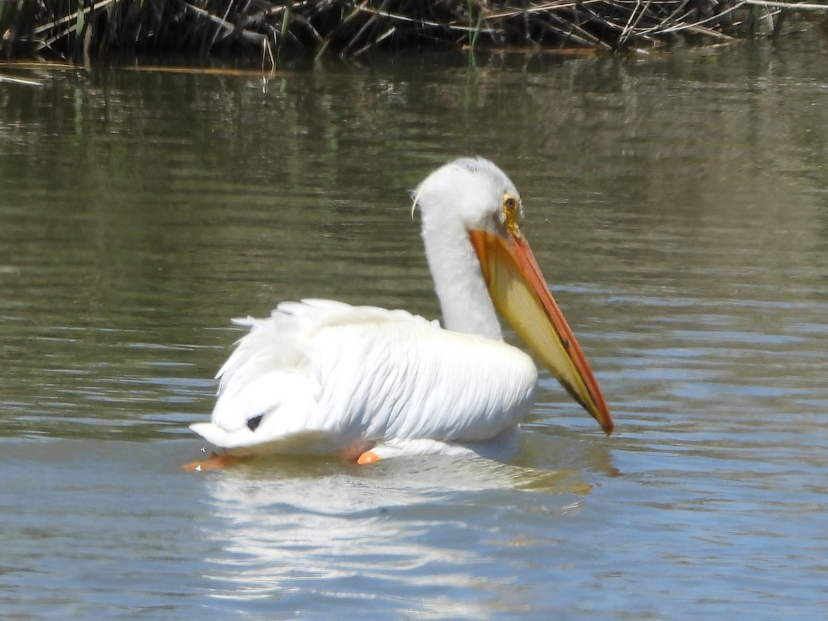 American White Pelican - Kevin Christensen