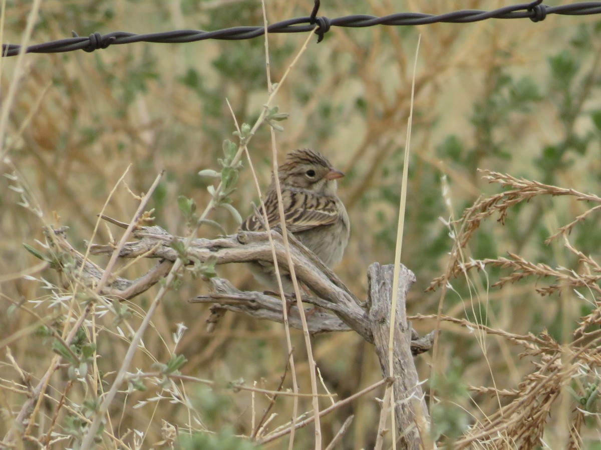 Brewer's Sparrow - Allan Burrage