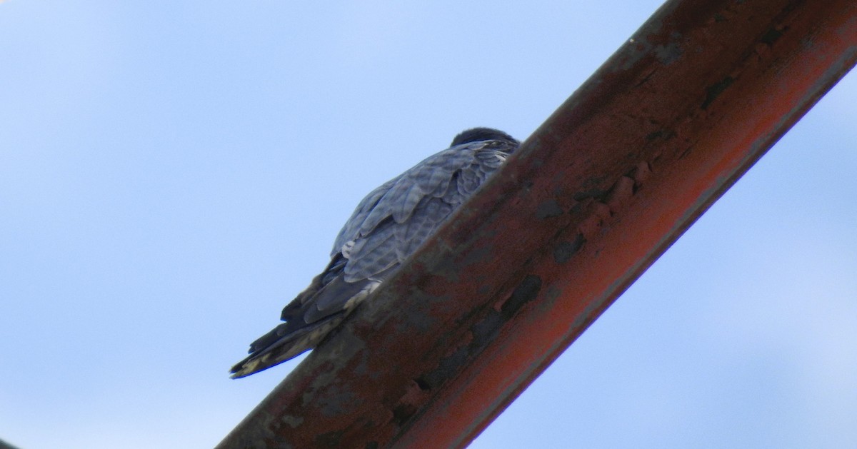 Peregrine Falcon - Elke Davis