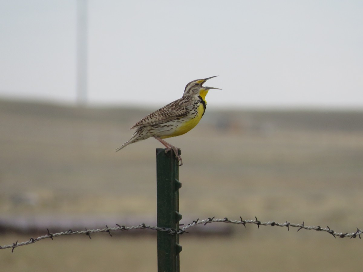 Western Meadowlark - Allan Burrage