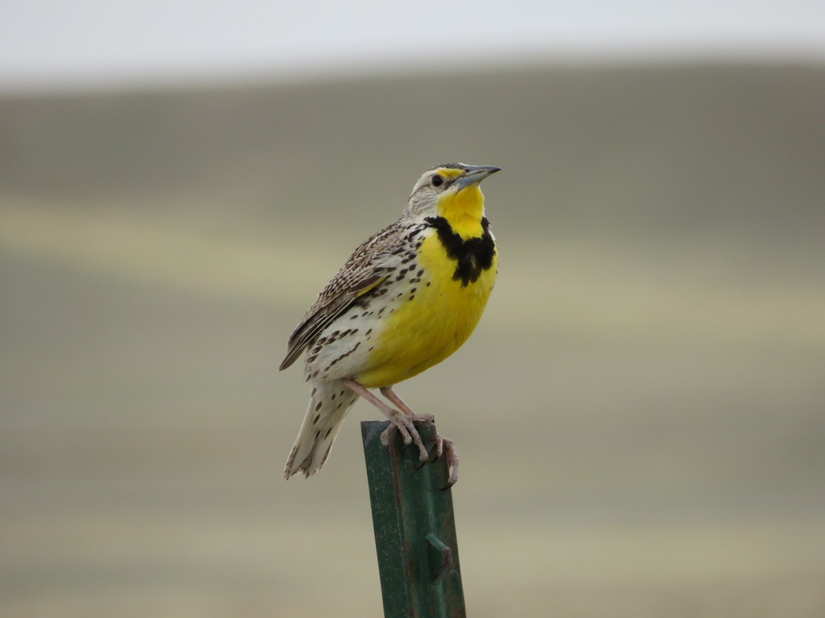 Western Meadowlark - Allan Burrage