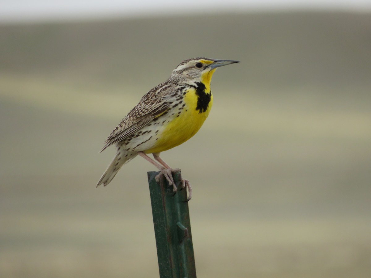 Western Meadowlark - Allan Burrage