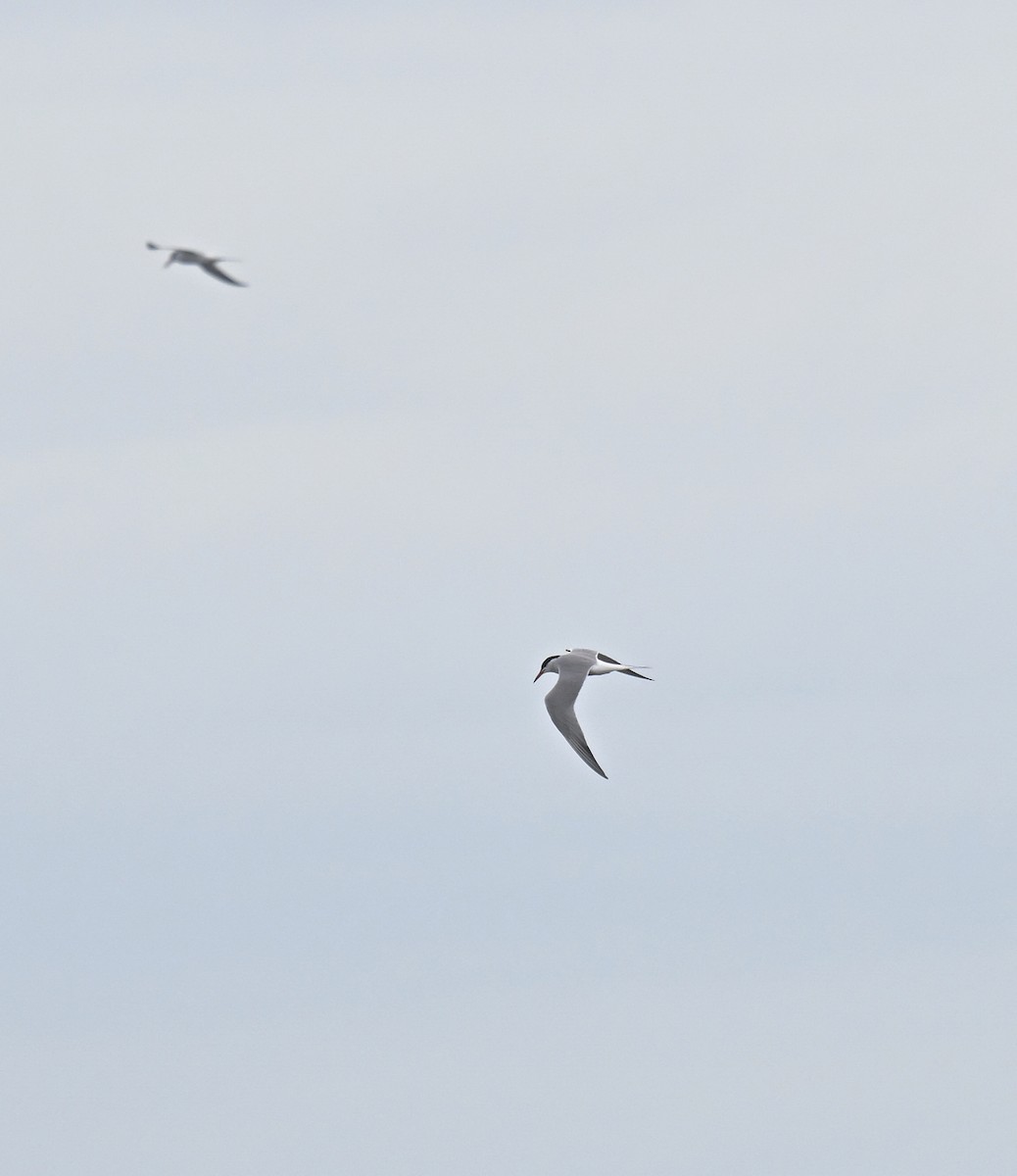 Forster's Tern - ML619265408