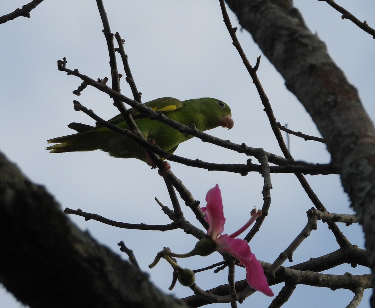 Yellow-chevroned Parakeet - Albeiro Erazo Farfán