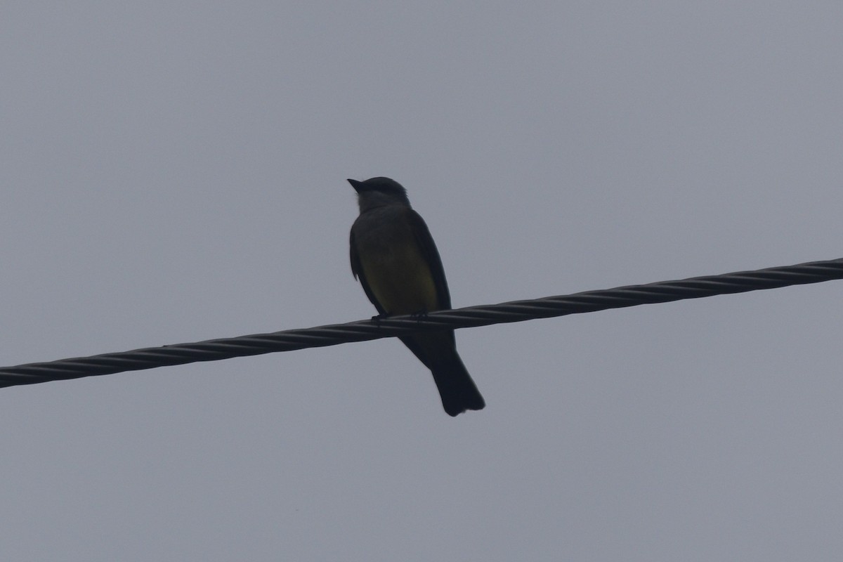 Western Kingbird - William Harmon