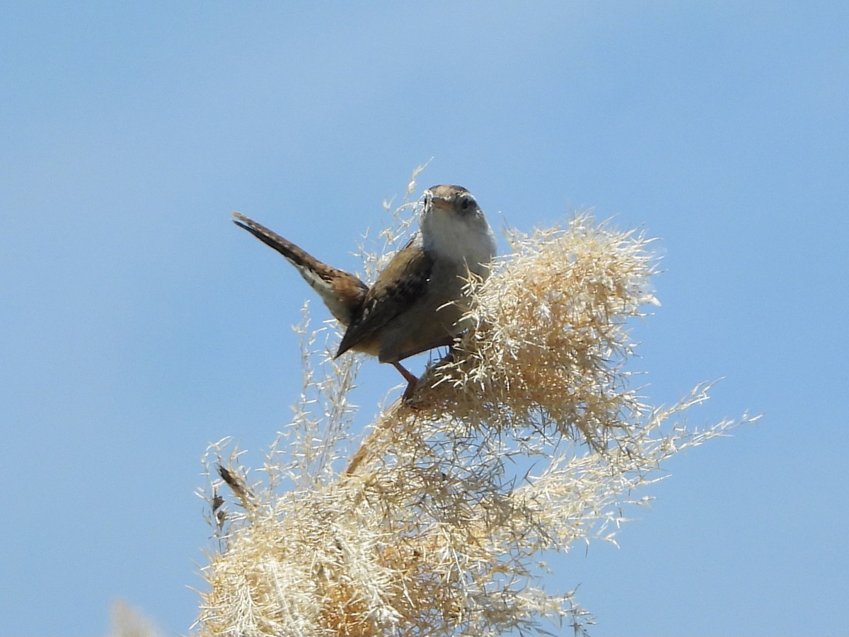 Marsh Wren - Kevin Christensen