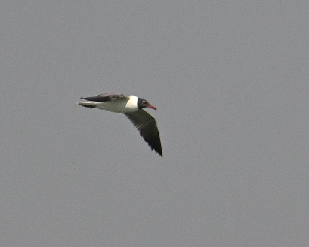 Laughing Gull - Gerardo Aguilar Anzures