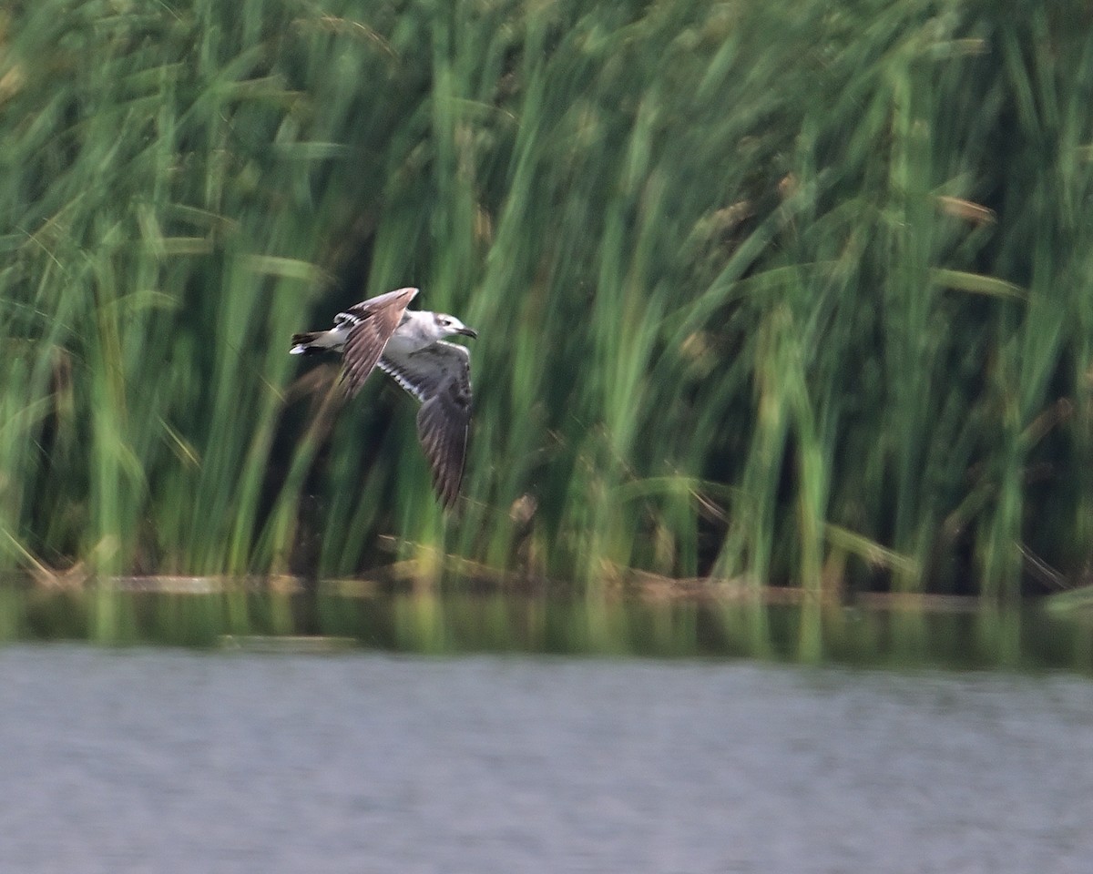 Laughing Gull - Gerardo Aguilar Anzures