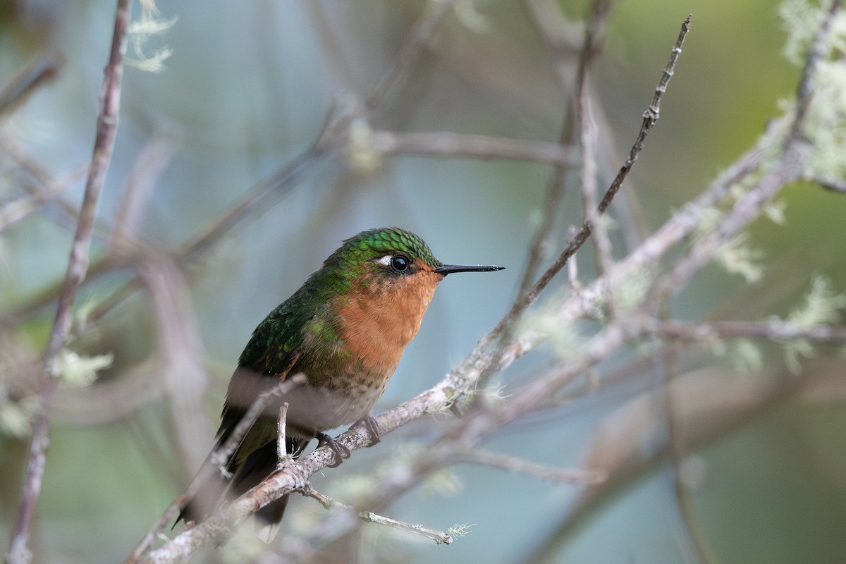 Tyrian Metaltail (Santa Marta) - Steve Heinl