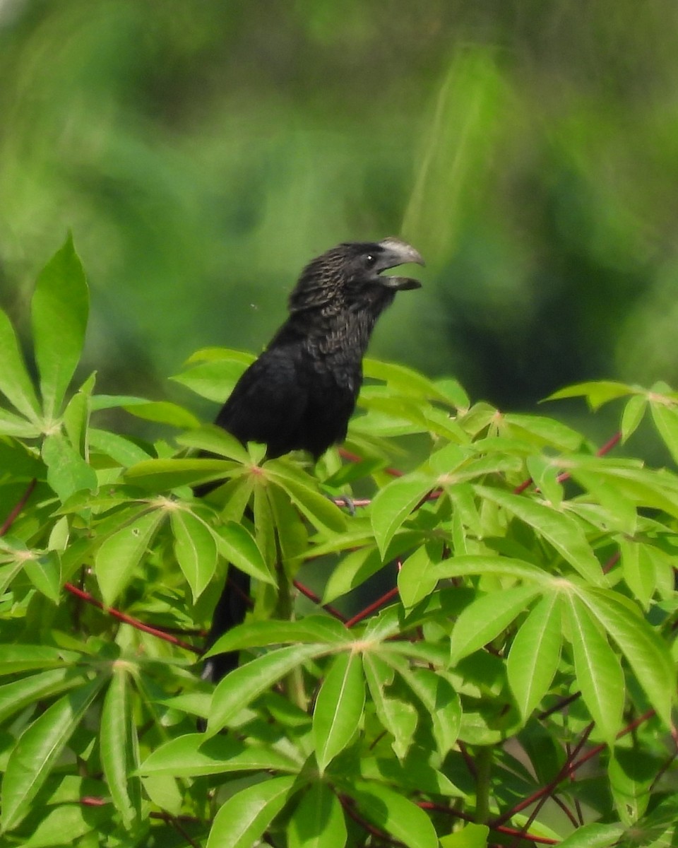 Smooth-billed Ani - ML619265424