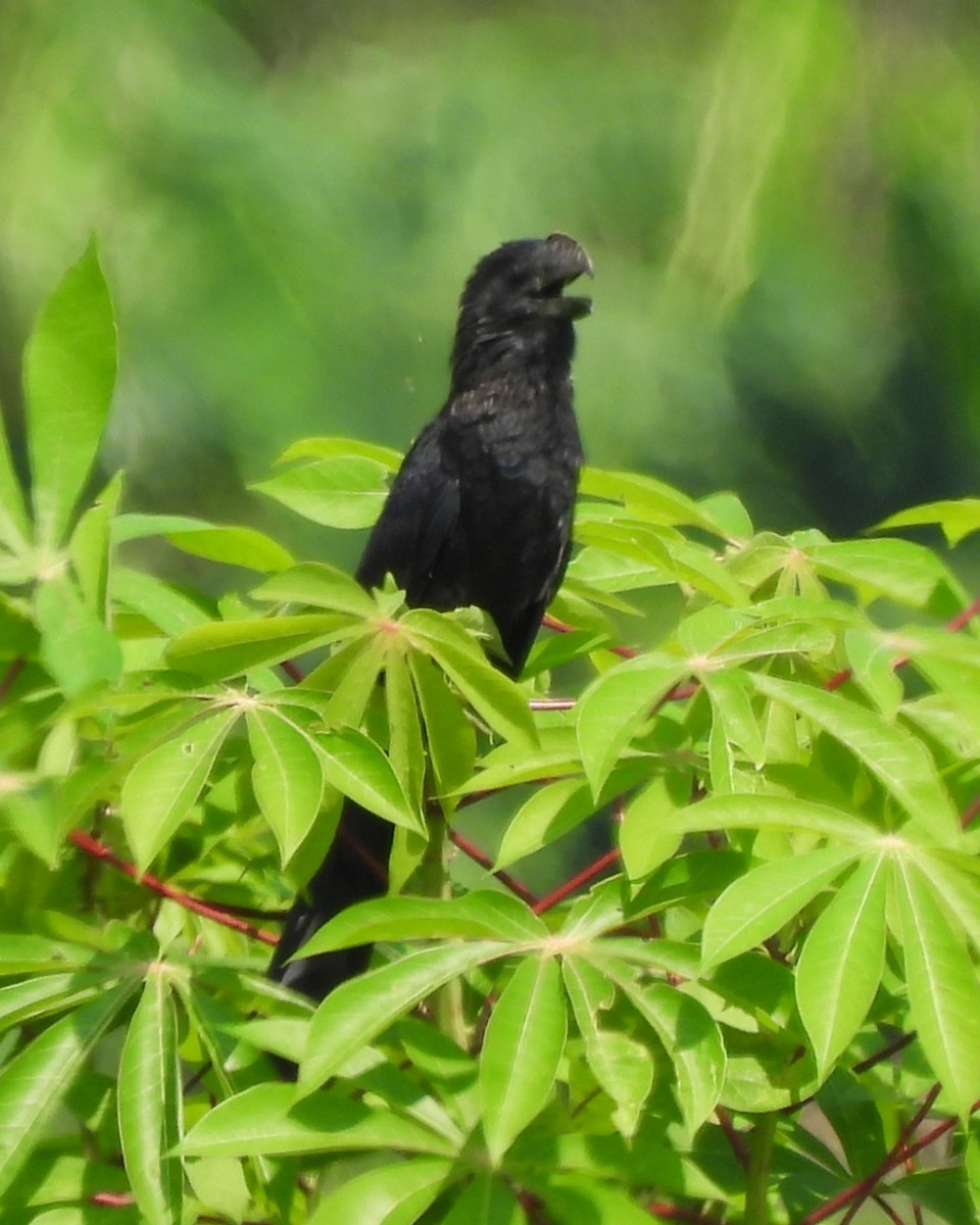 Smooth-billed Ani - Karen Evans