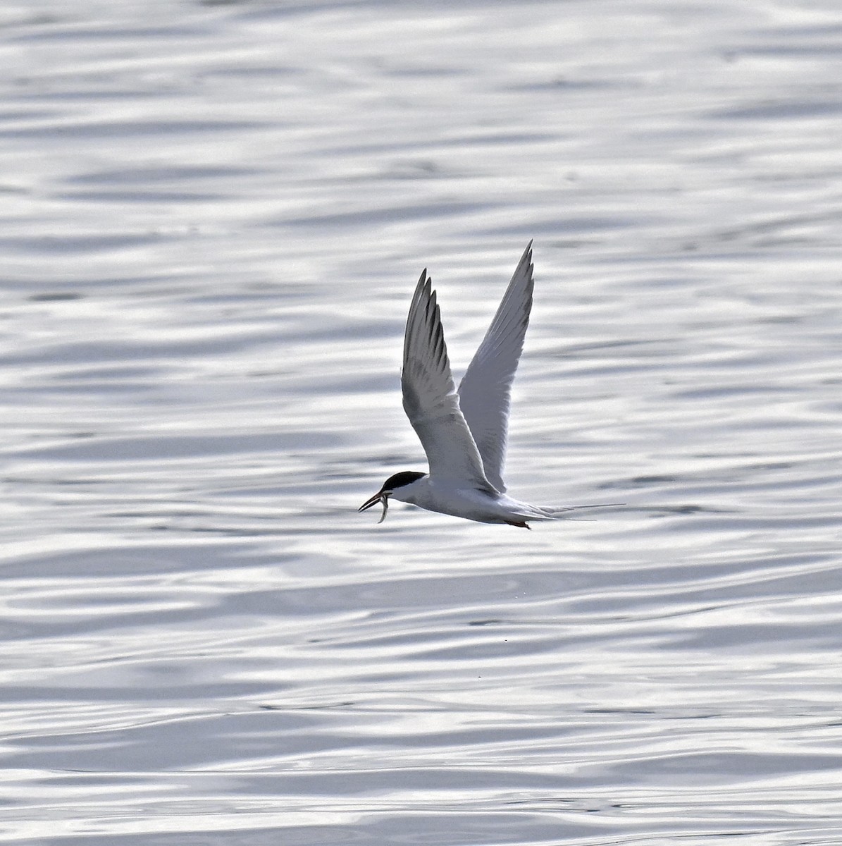 Forster's Tern - ML619265432