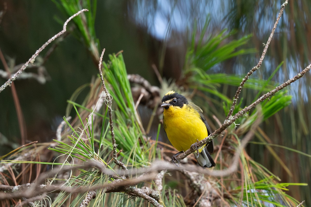 Yellow-crowned Redstart - Steve Heinl