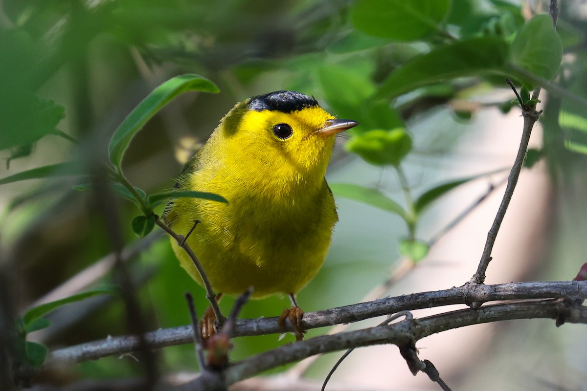 Wilson's Warbler - Scott Castelein