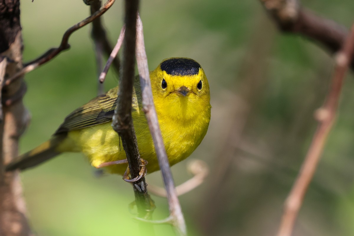 Wilson's Warbler - Scott Castelein