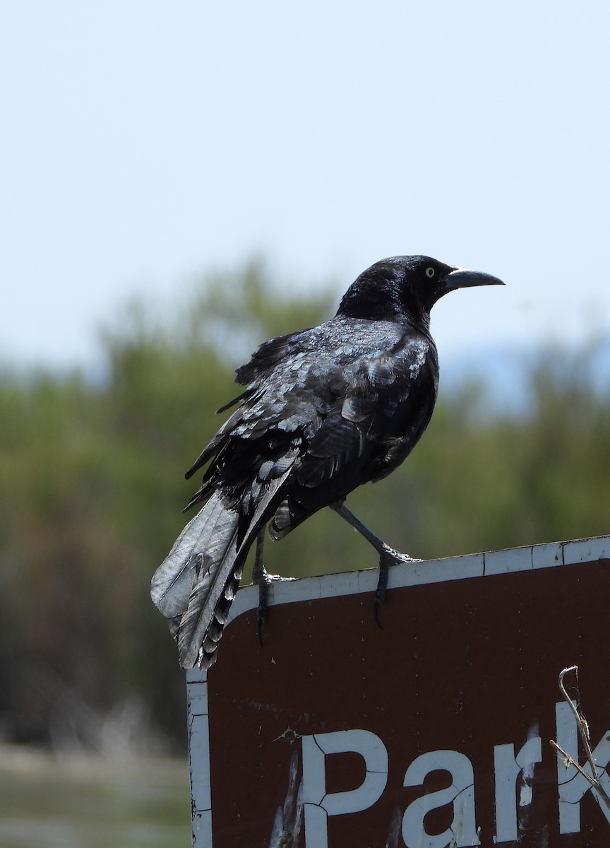 Great-tailed Grackle - Kevin Christensen