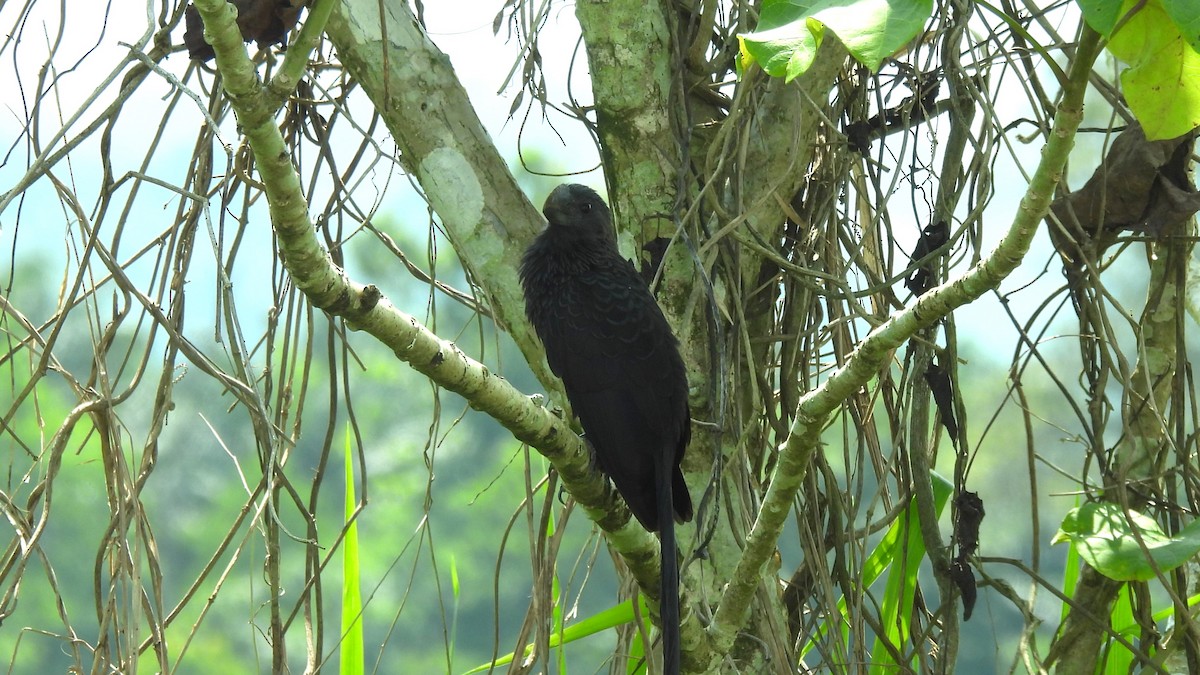 Smooth-billed Ani - Karen Evans