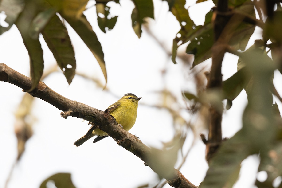 Black-capped Tyrannulet - Steve Heinl