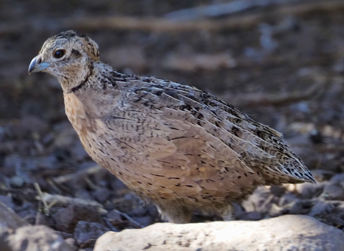 Montezuma Quail - Matthew Walter