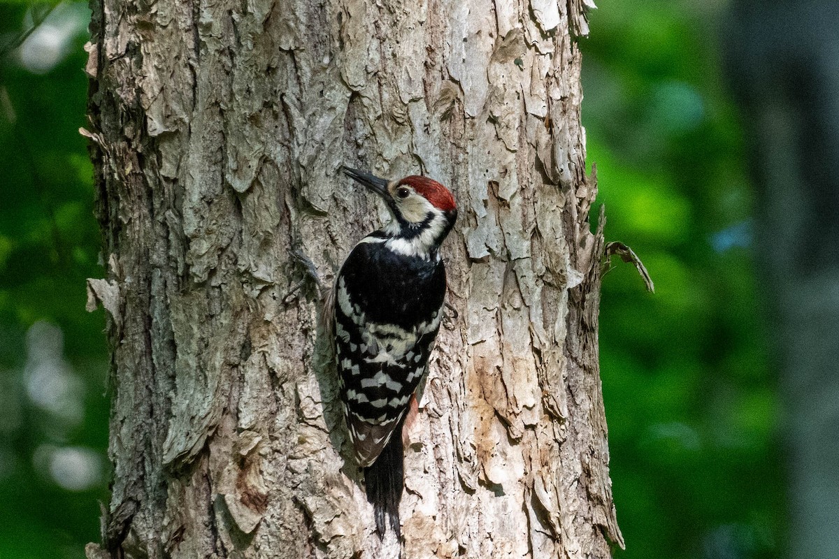 White-backed Woodpecker - MASATO TAKAHASHI