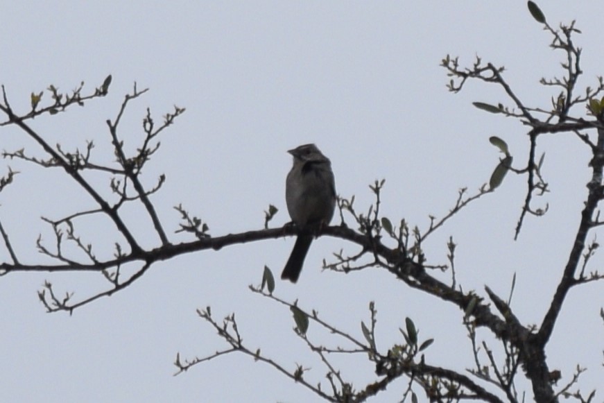 Rufous-crowned Sparrow - William Harmon