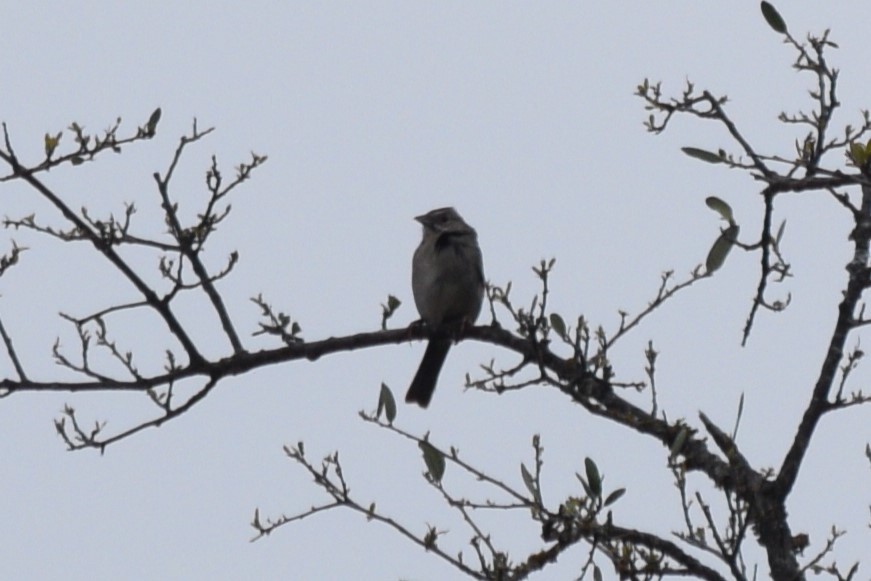 Rufous-crowned Sparrow - ML619265473