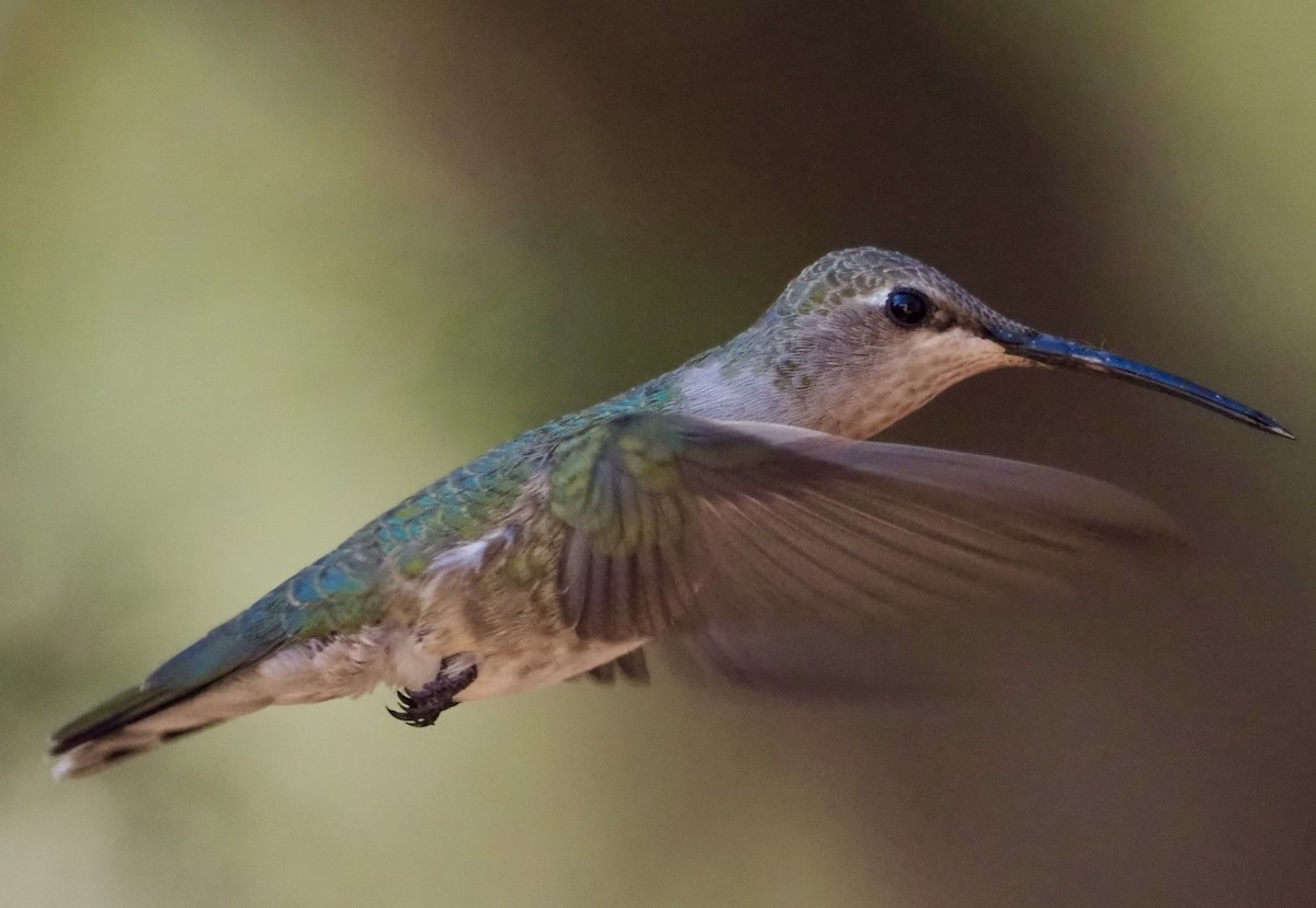 Black-chinned Hummingbird - Matthew Walter