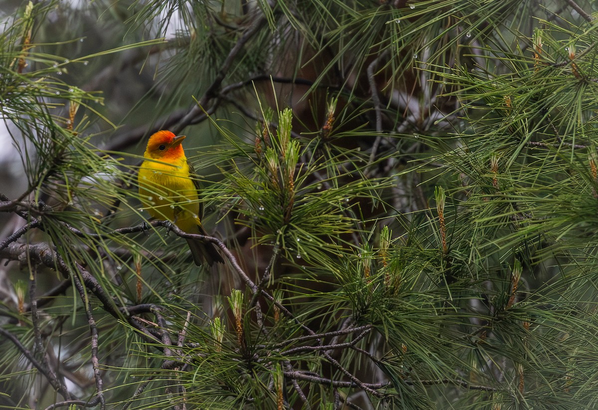 Western Tanager - PJ Siaghani