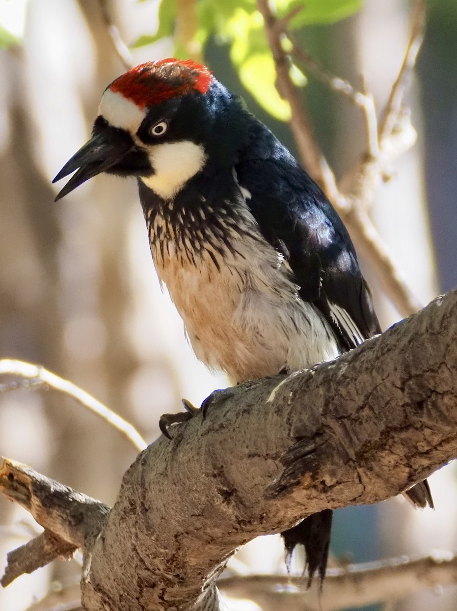 Acorn Woodpecker - Matthew Walter