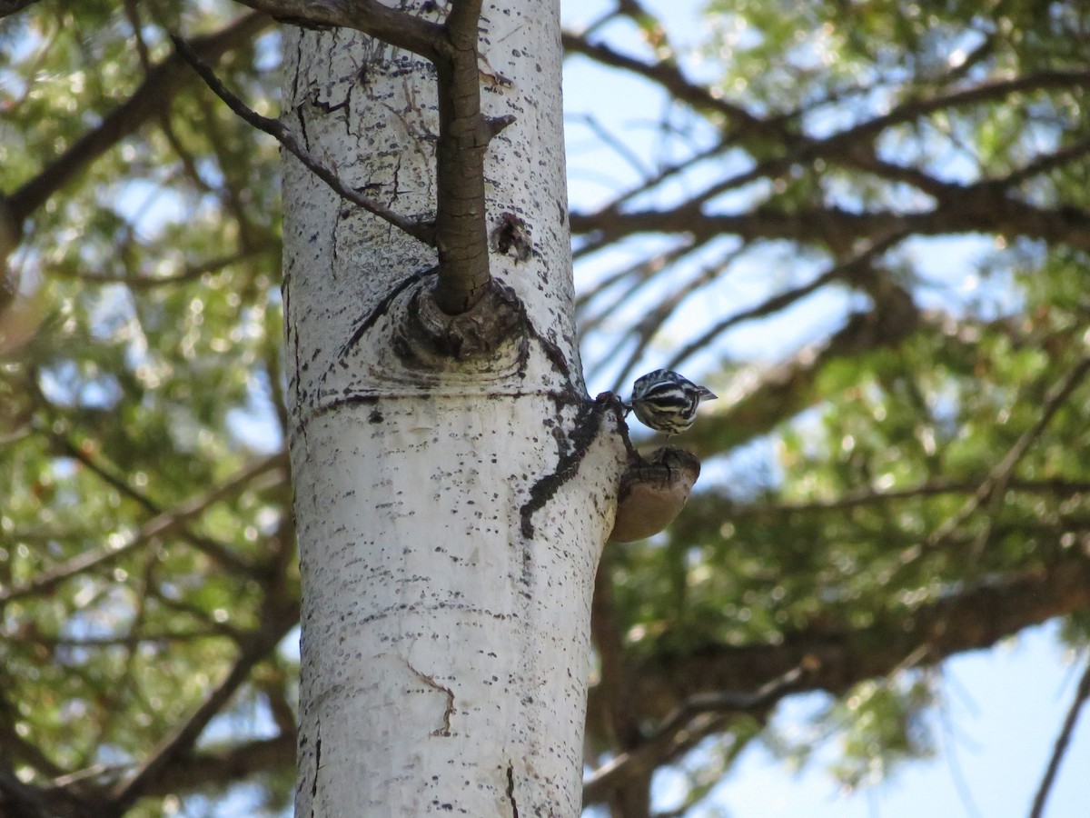 Black-and-white Warbler - ML619265516