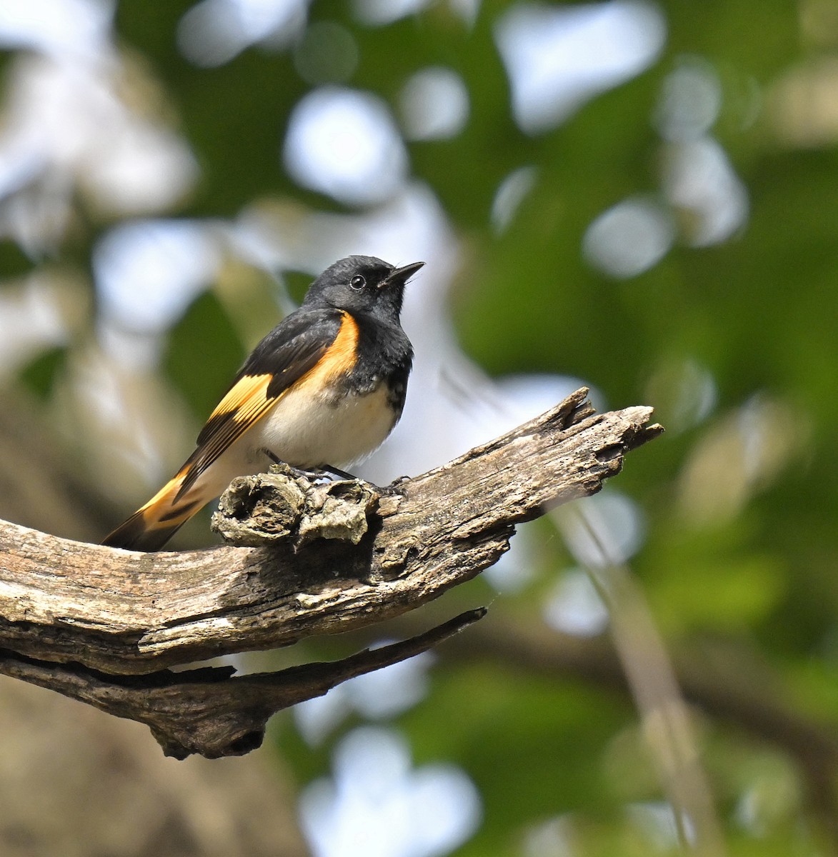 American Redstart - ML619265535