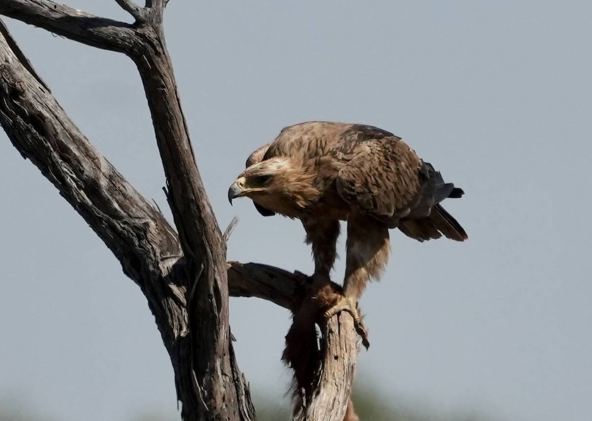 Tawny Eagle - Anthony Schlencker