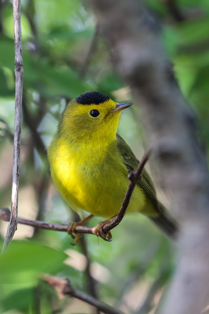 Wilson's Warbler - Scott Castelein