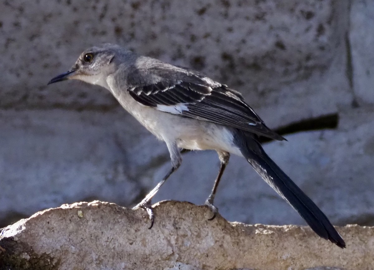 Northern Mockingbird - Matthew Walter