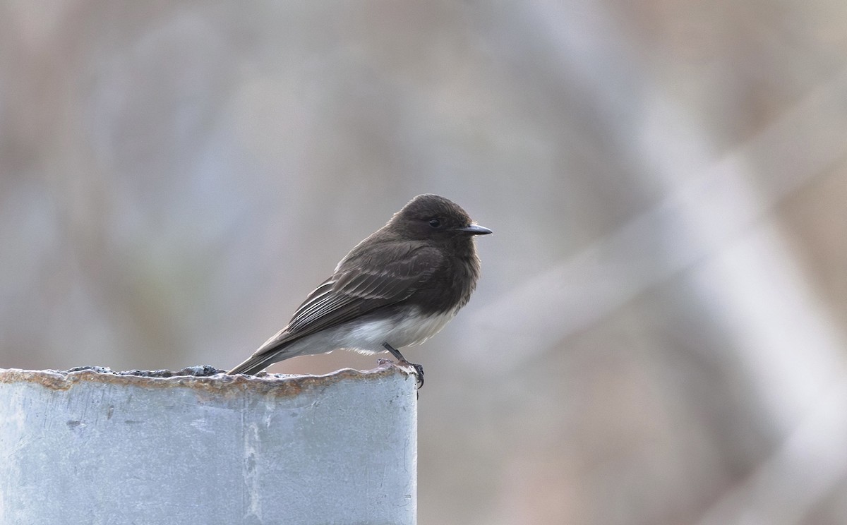 Black Phoebe - Timo Mitzen