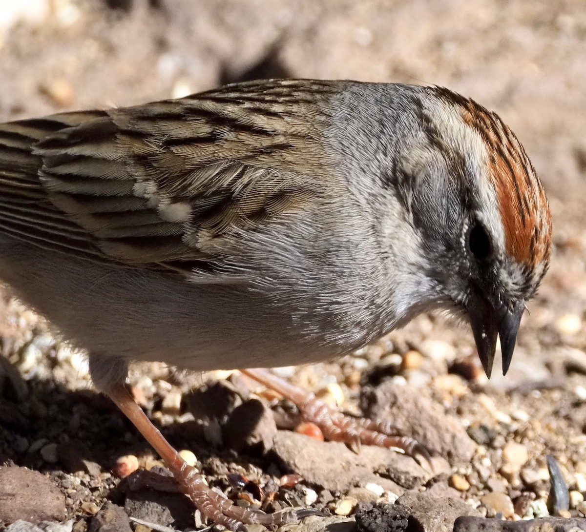 Chipping Sparrow - Matthew Walter