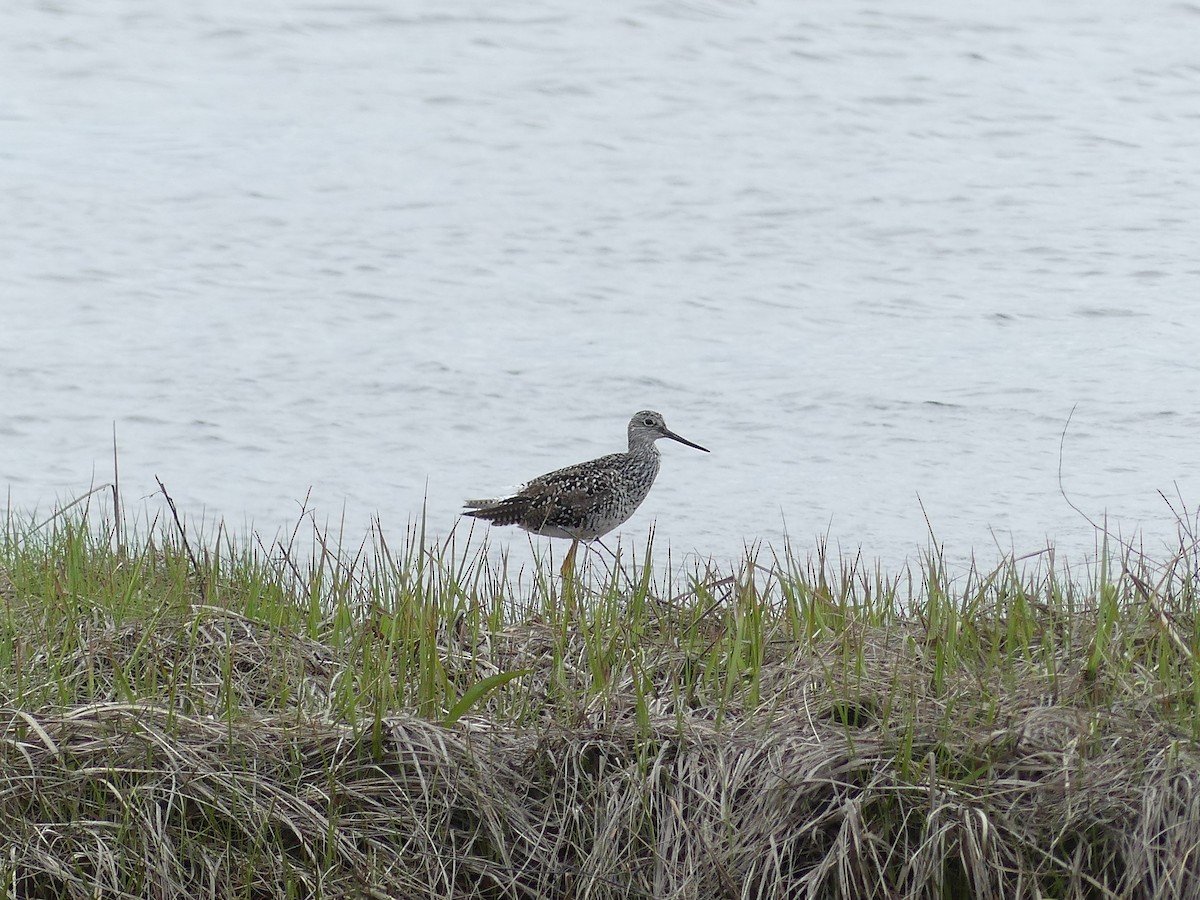 Greater Yellowlegs - Cheyenne Ellis