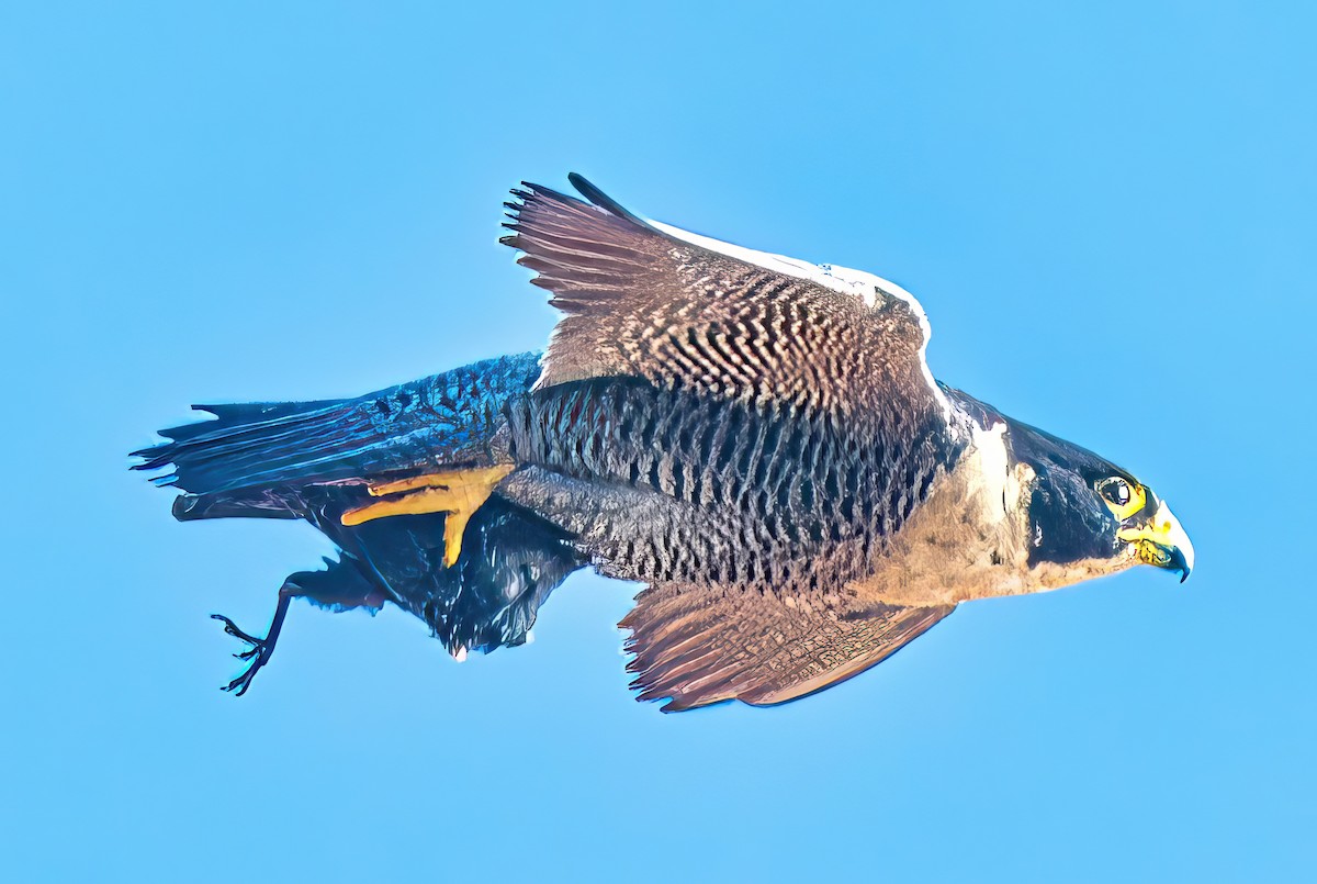 Peregrine Falcon (Australian) - ML619265589