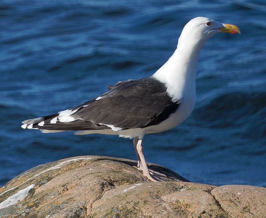 Great Black-backed Gull - www.aladdin .st