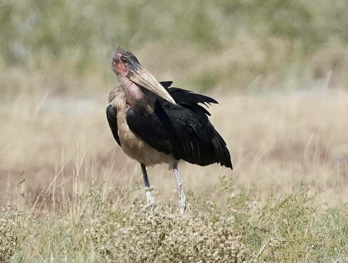 Marabou Stork - ML619265592