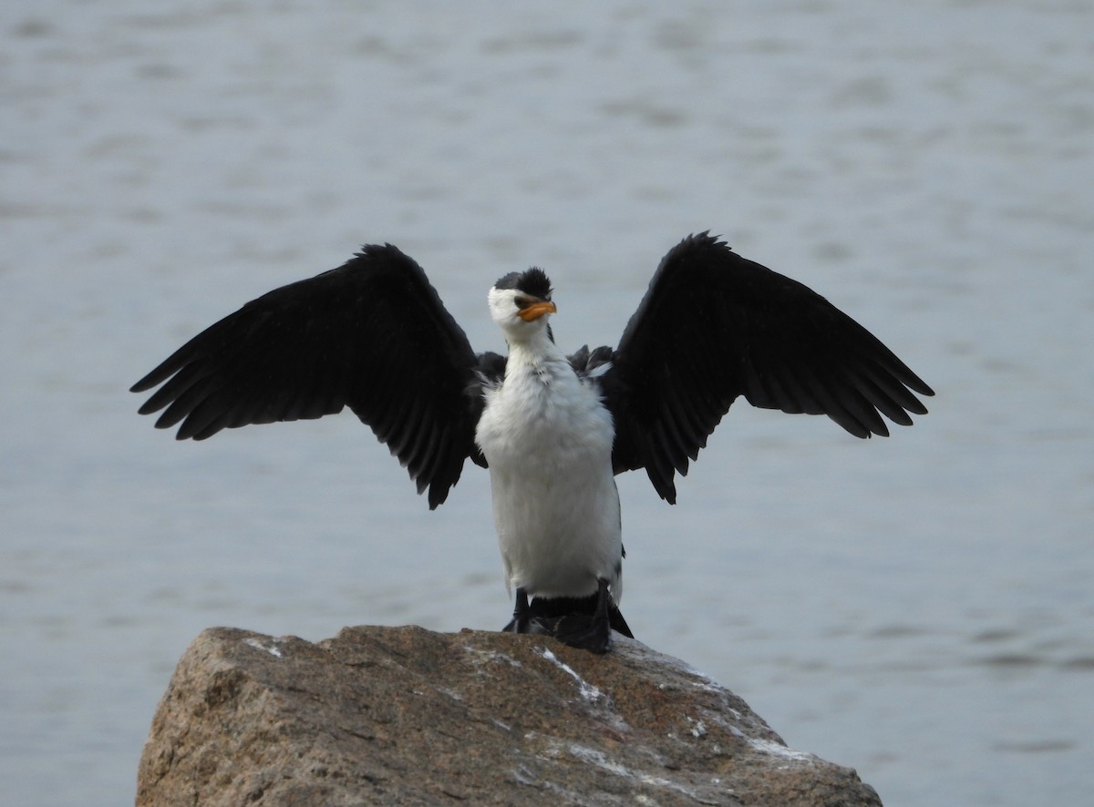 Little Pied Cormorant - Joanne Thompson