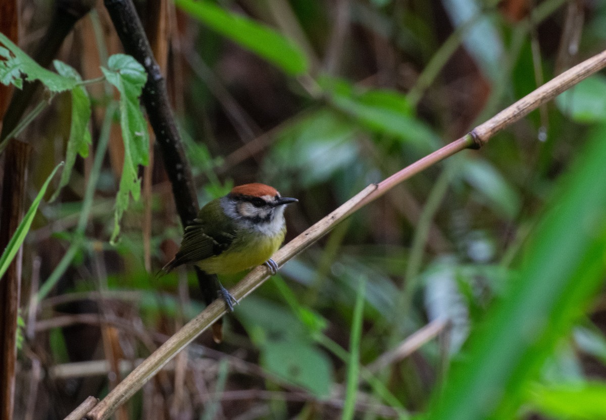 Rufous-crowned Tody-Flycatcher - ML619265604