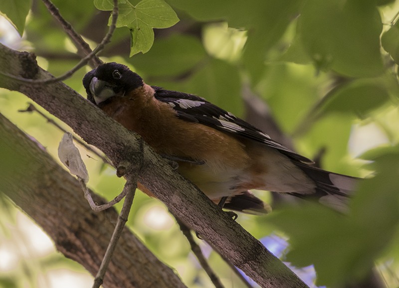 Black-headed Grosbeak - ML61926561