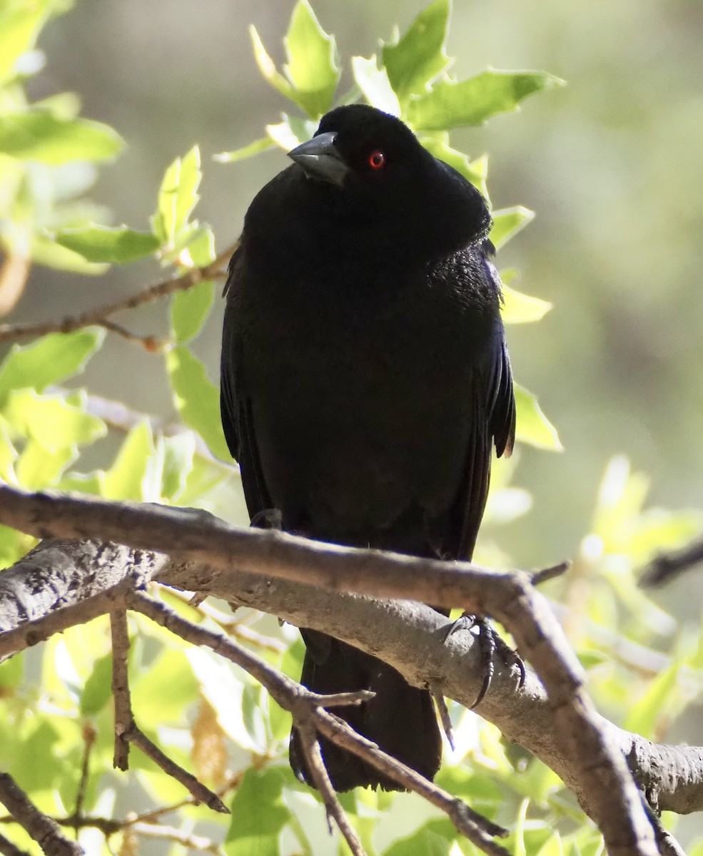 Bronzed Cowbird - Matthew Walter