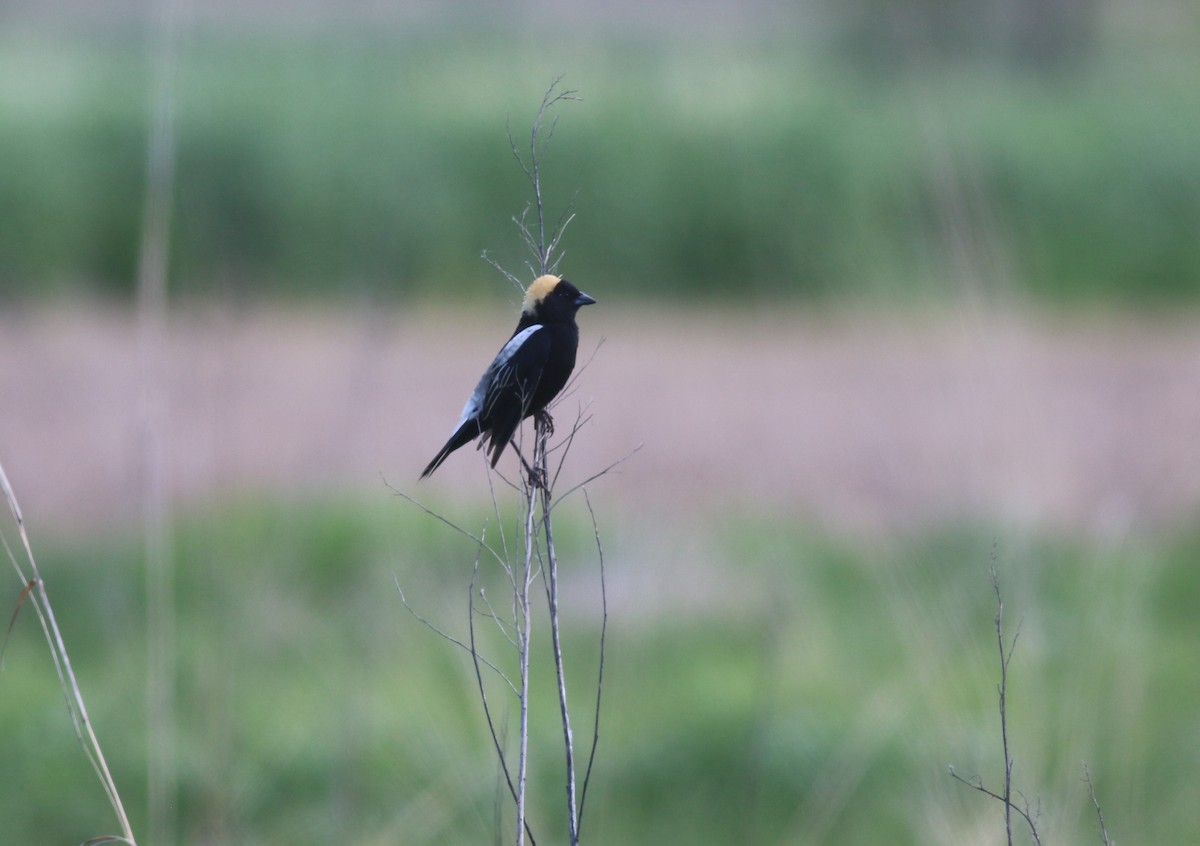 bobolink americký - ML619265612