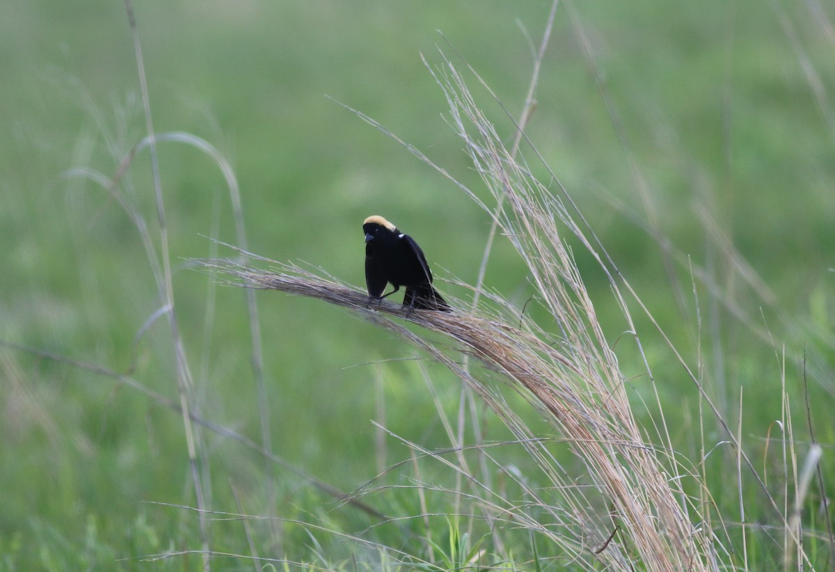 bobolink americký - ML619265613