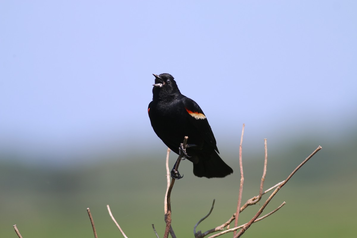 Red-winged Blackbird - Steve Walker